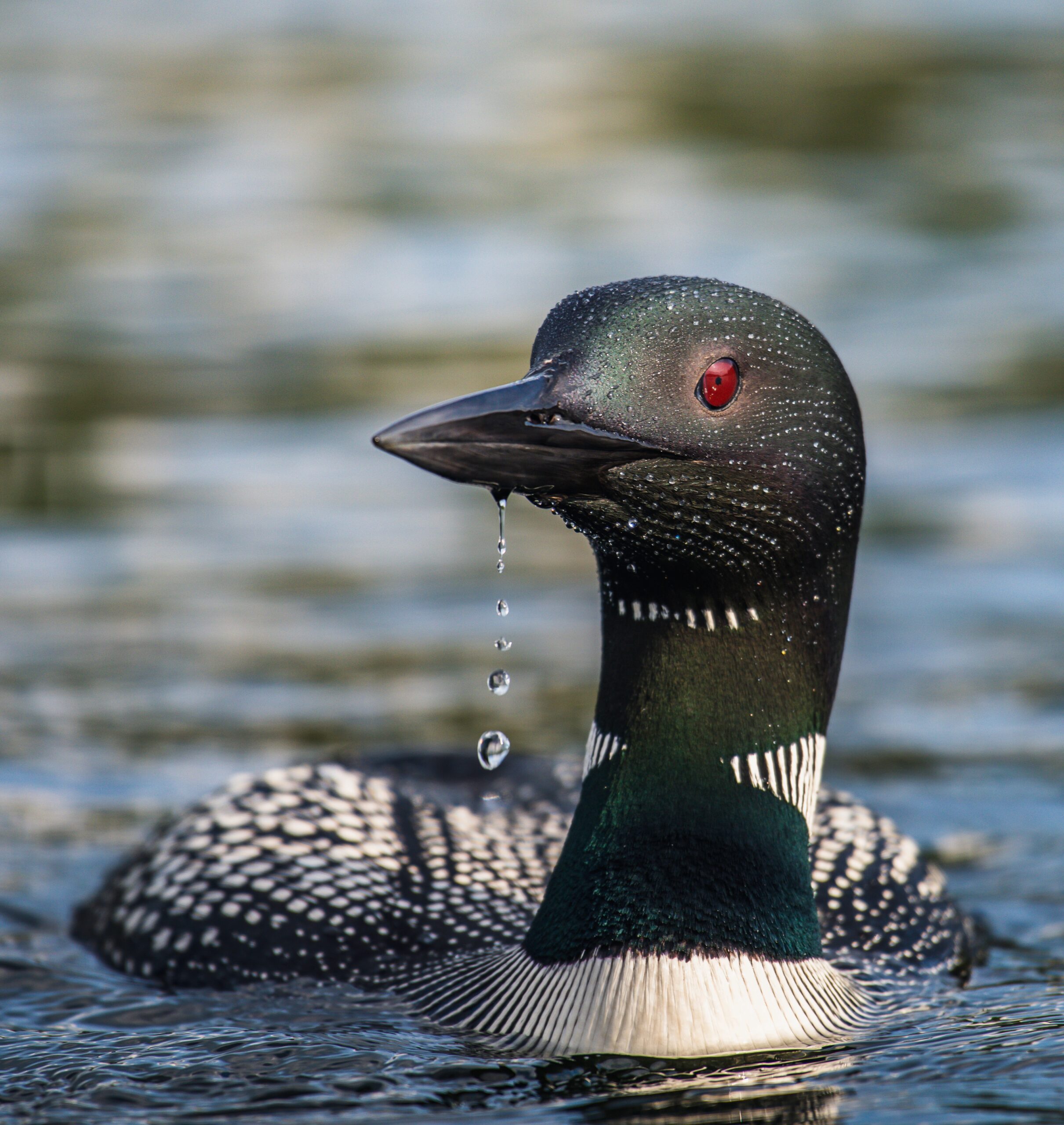 Loon close-up Common Loon on Lake Winnipesaukee