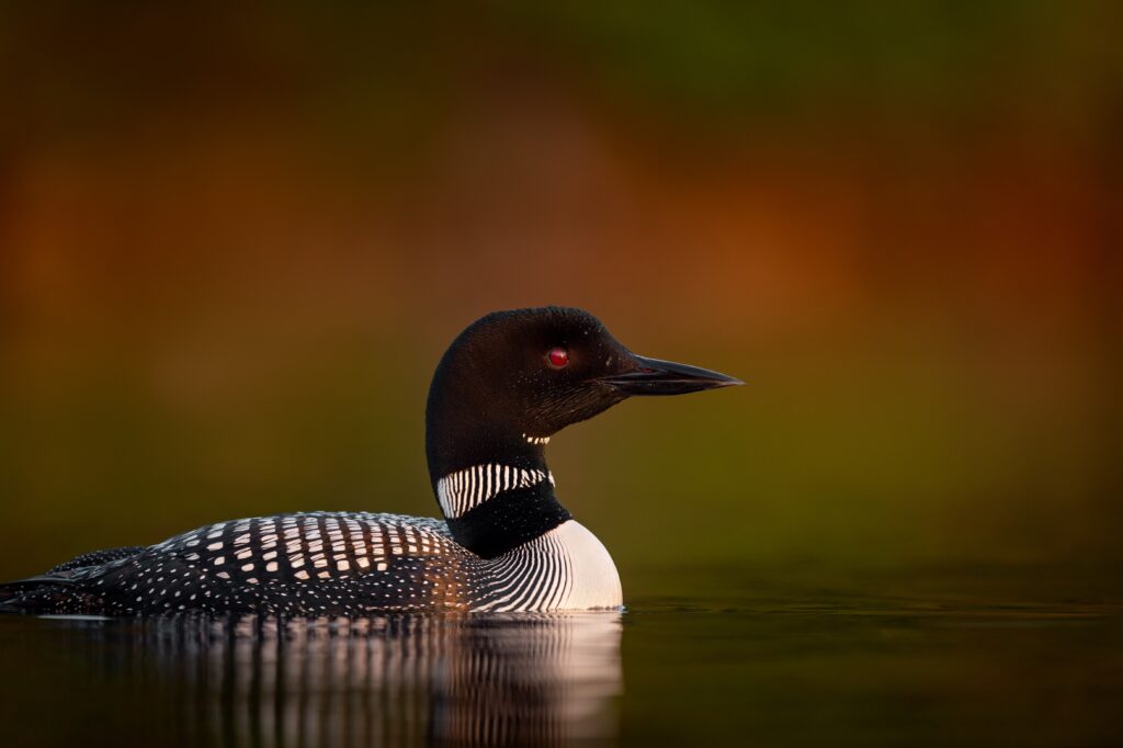 Common Loon on Lake Winnipesaukee